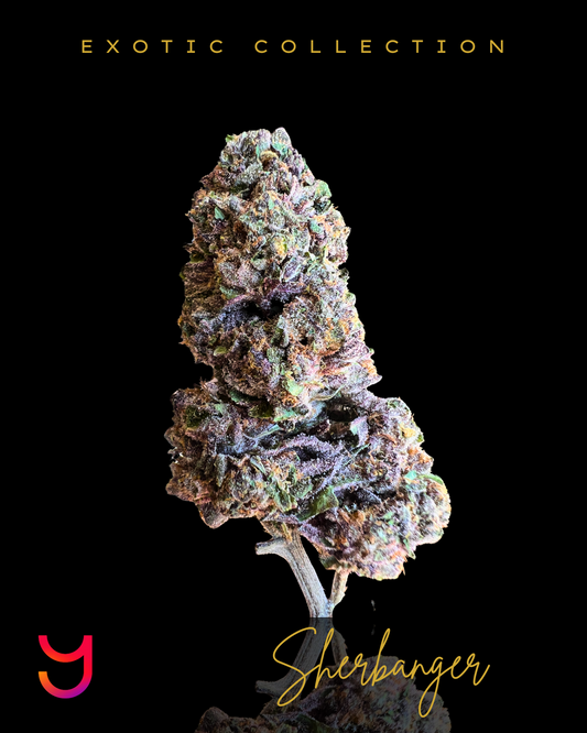 A close-up of YAGA Farms' Sherbanger cannabis bud, showcasing a striking fusion of deep violet and dark purple hues with lush forest green accents. The surface is coated in glistening white trichomes, accented by fiery orange pistils, highlighting its dense, conical, and layered structure.