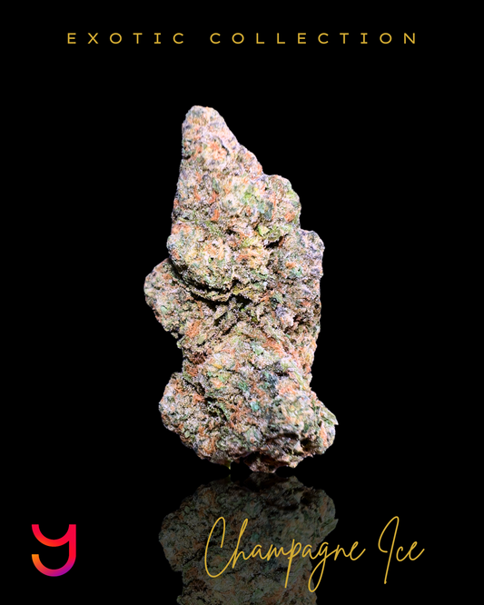 Champagne Ice THCa flower by YAGA Farms – dense, multicolored buds with deep emerald greens, vivid purples, and subtle blues, coated in frosty trichomes and intertwined with bright orange pistils. Premium San Diego, California-grown cannabis.