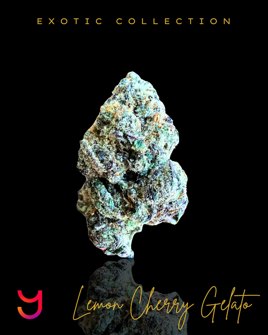 Close-up of YAGA Farms' Lemon Cherry Gelato cannabis flower, featuring dense, trichome-covered buds with dark green and purple hues, bright orange hairs, and a frosty finish.