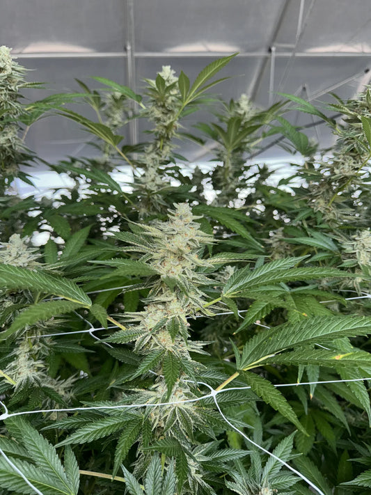 The YAGA Way: July | Lemon Haze