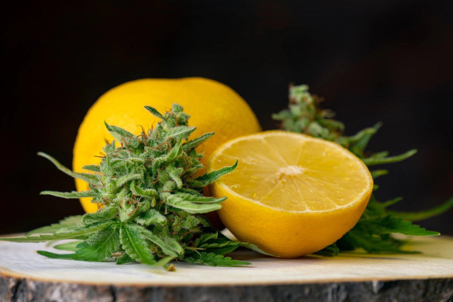 terpenes for sale