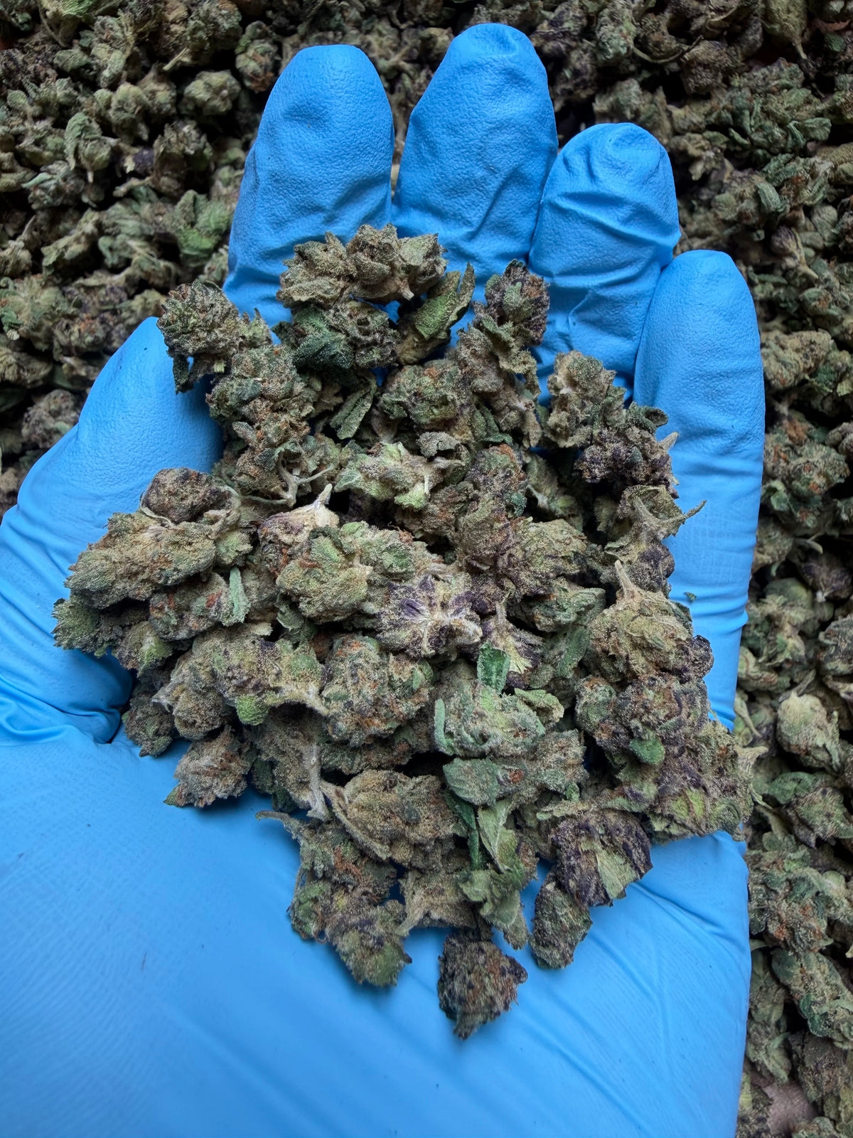 YAGA Farms GelatoMintzTHCAFlowerSmallsPic1 product image