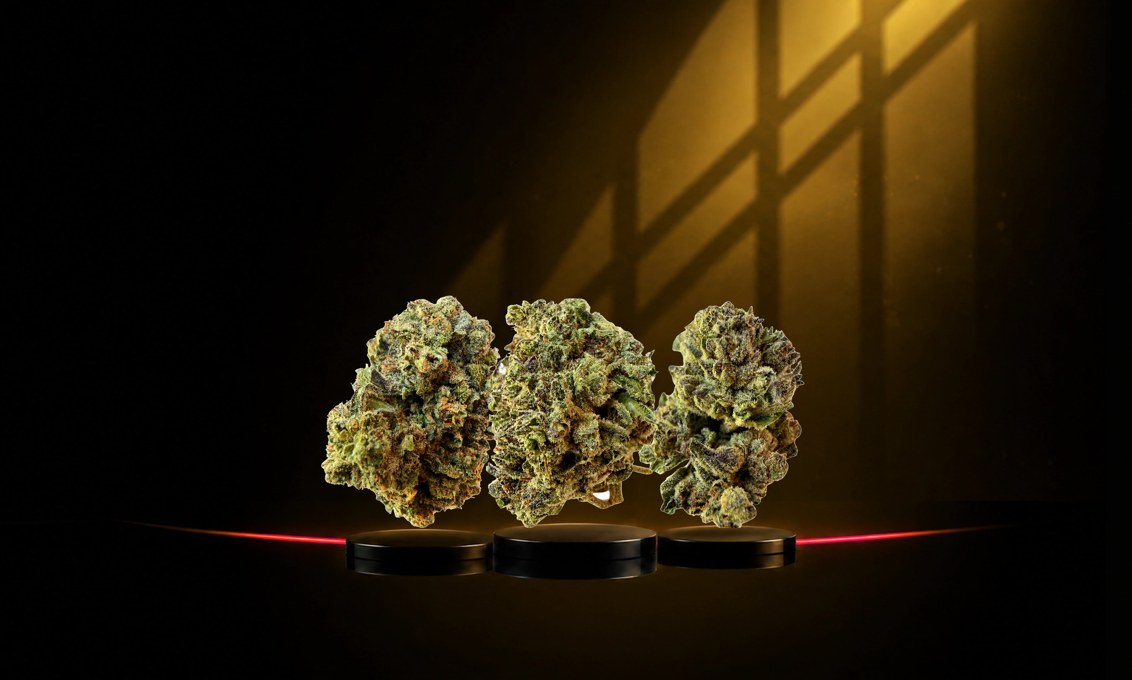 THREE NEW STRAINS. ONE SERIOUS VALUE.