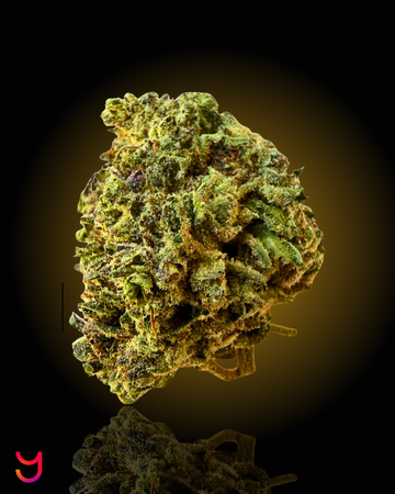 Jet Fuel Gelato