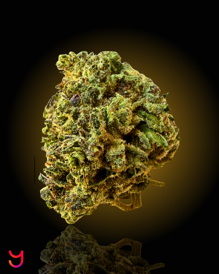 Jet Fuel Gelato