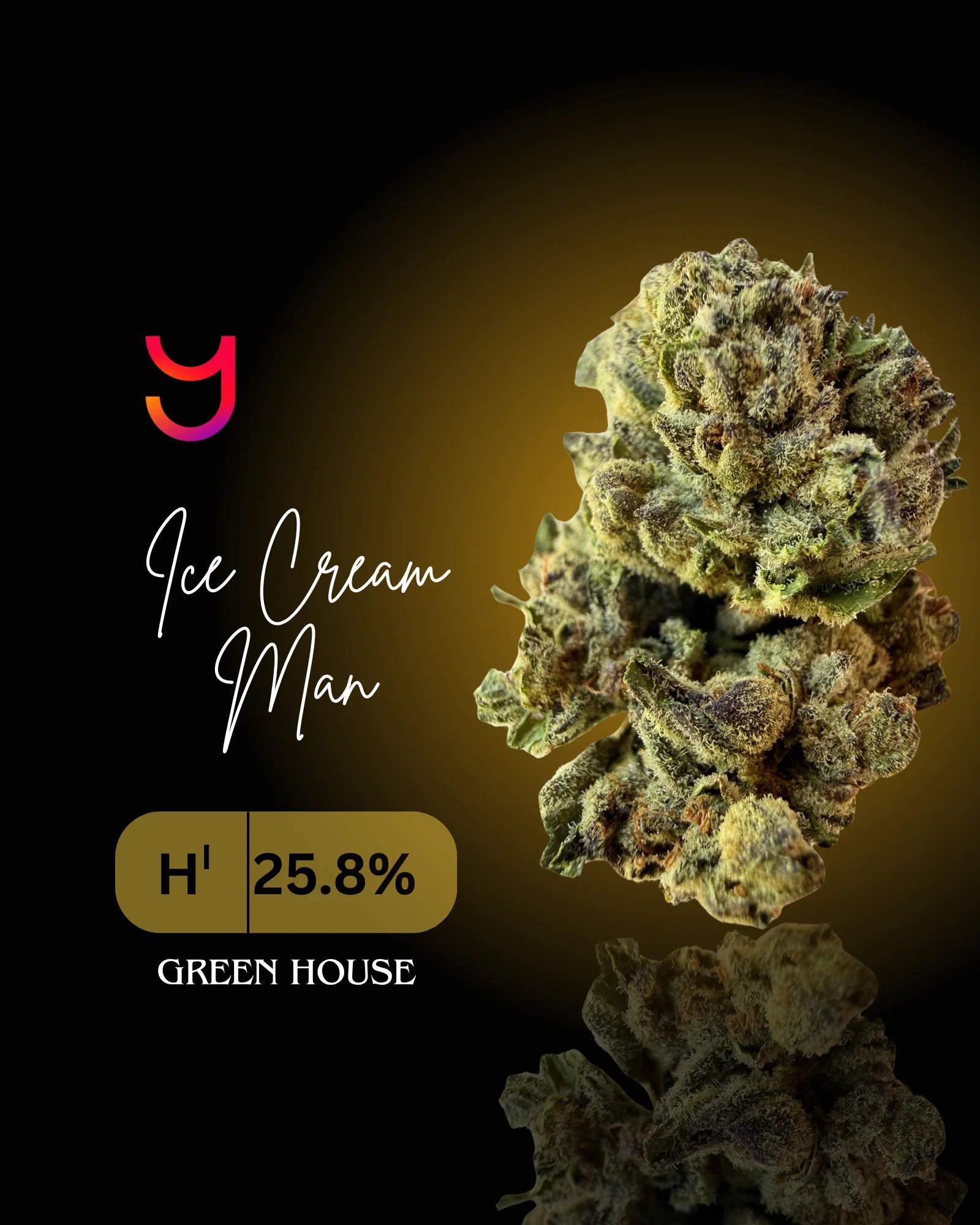 Ice Cream Man greenhouse THCa flower from YAGA Farms Craft Batch Collection
