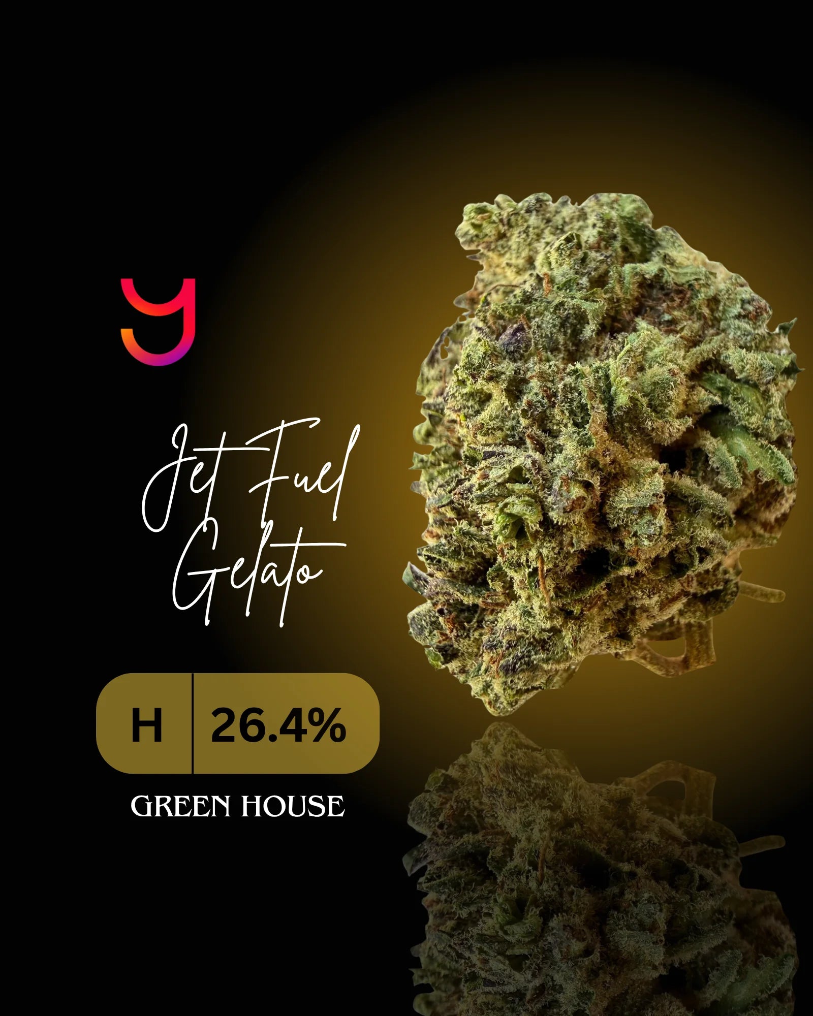 Jet Fuel Gelato greenhouse-grown THCa flower by YAGA Farms