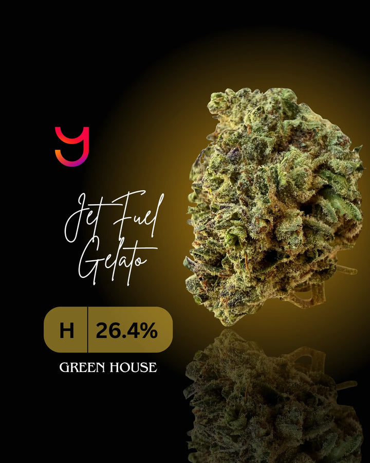 Jet Fuel Gelato greenhouse-grown THCa flower by YAGA Farms
