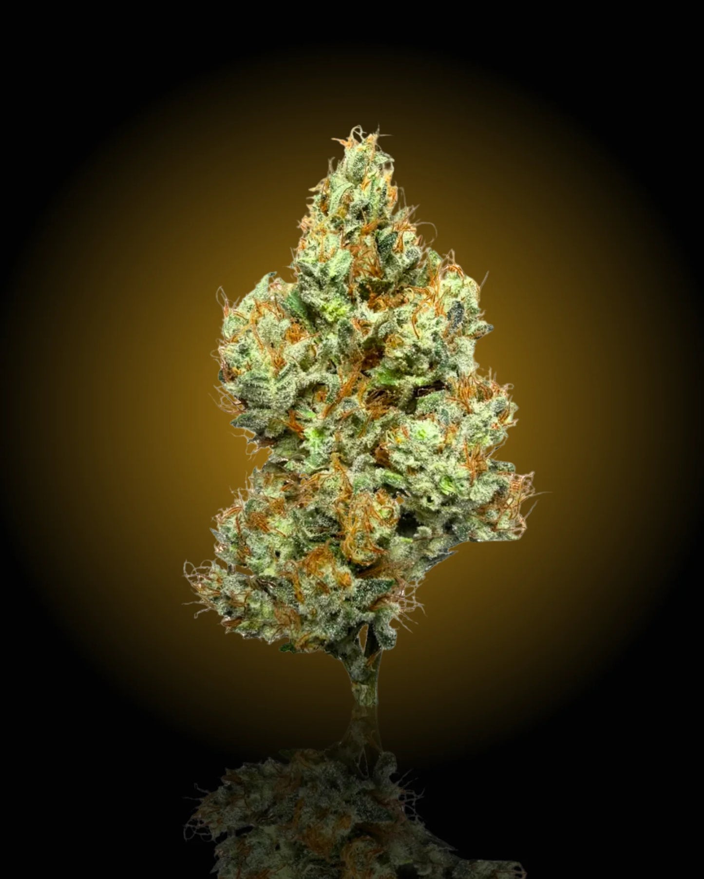 Mad Fruit THCa flower by YAGA Farms featuring vibrant green buds, frosty trichome coverage, bright orange pistils, and a terpene-rich citrus and melon aroma. Premium California-grown exotic indoor cannabis.