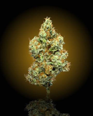 Mad Fruit THCa flower by YAGA Farms featuring vibrant green buds, frosty trichome coverage, bright orange pistils, and a terpene-rich citrus and melon aroma. Premium California-grown exotic indoor cannabis.