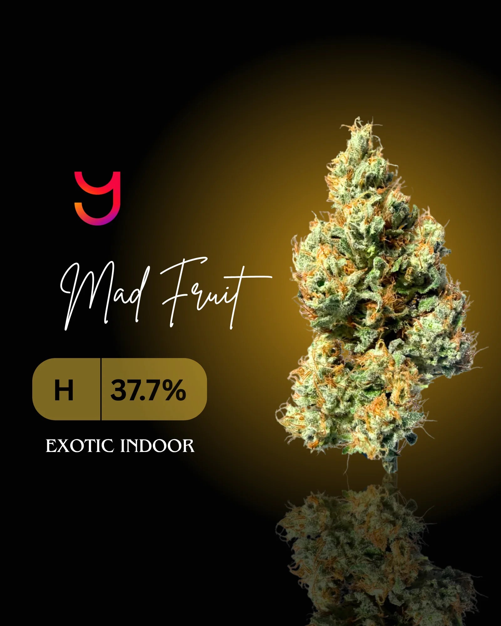 Mad Fruit