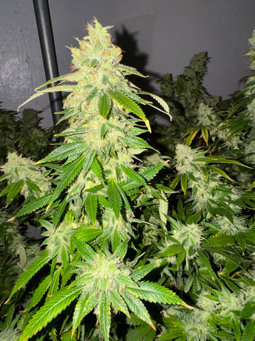 Miracle Glue