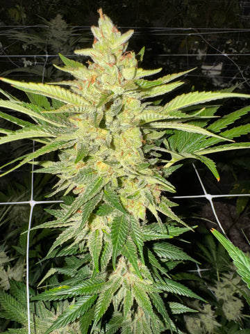 Miracle Glue