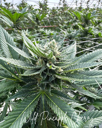 Wild Pineapple Cherry