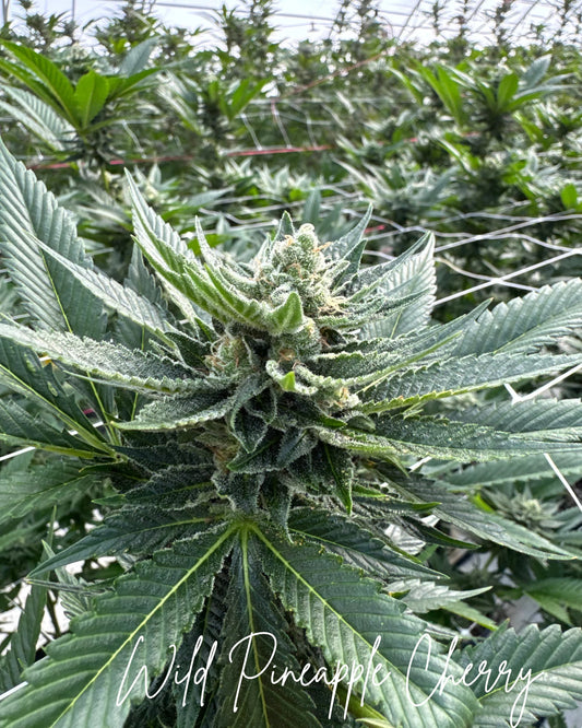 Wild Pineapple Cherry