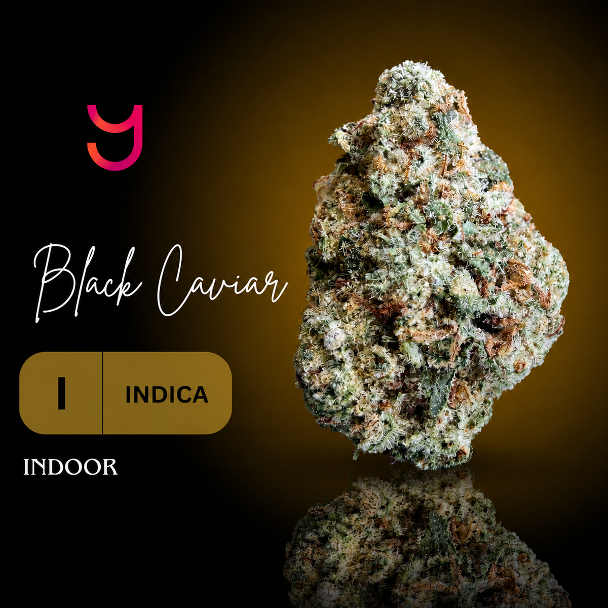 Mature cannabis bud labeled 'Black Caviar' with indica and indoor cultivation information on a reflective surface.