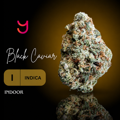 Mature cannabis bud labeled 'Black Caviar' with indica and indoor cultivation information on a reflective surface.