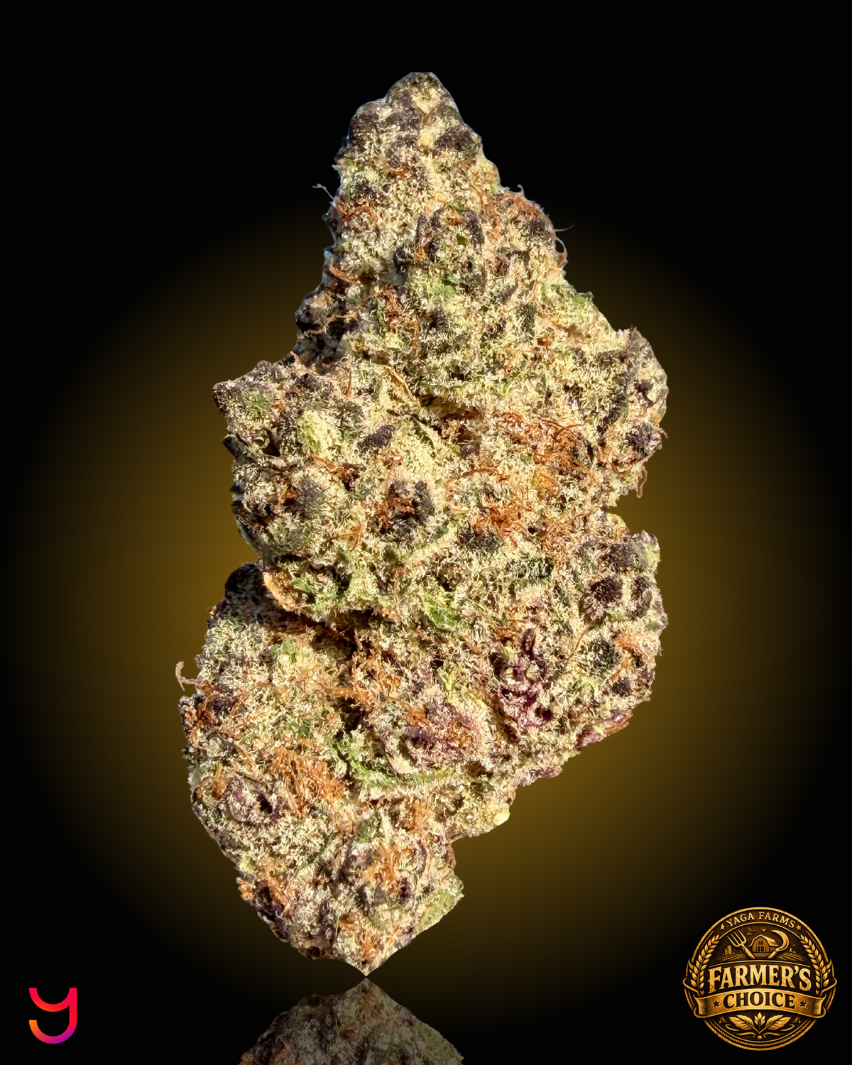 A close-up studio shot of a YAGA Farms Champagne Ice dried cannabis flower bud standing upright on a reflective black surface against a black background with a warm yellow glow. The bud is heavily textured with trichomes in shades of olive green, tan, and orange-brown, with small purple-brown pistils.