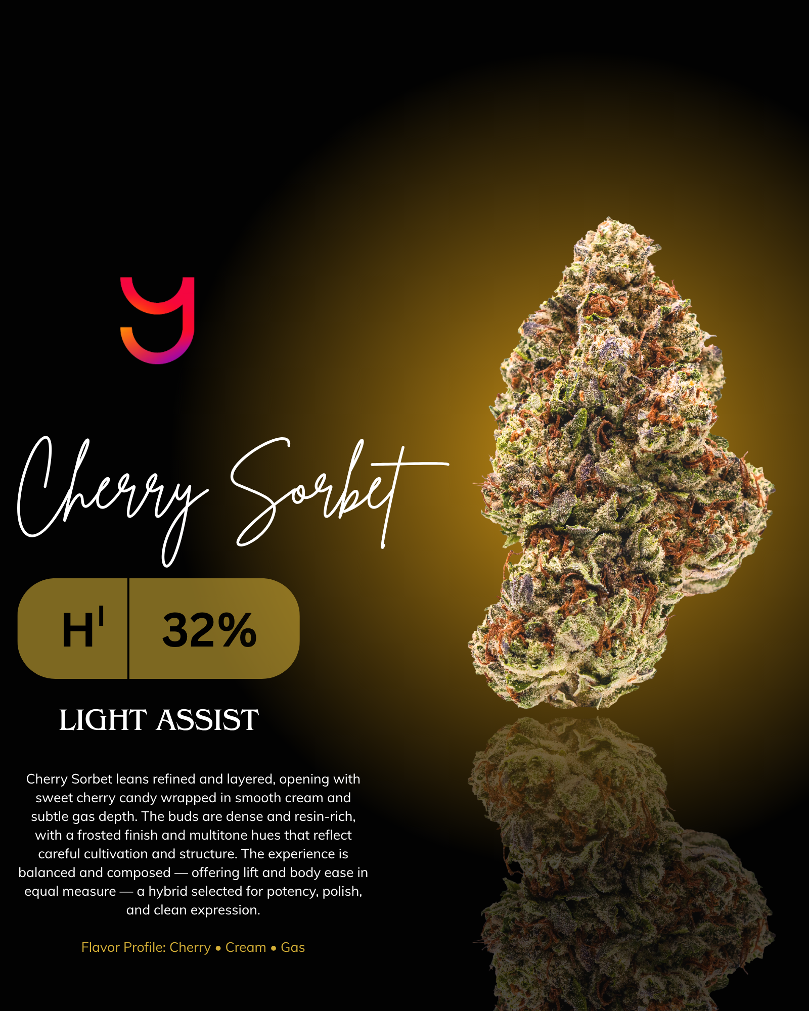 Cherry Sorbet THCa cannabis flower by YAGA Farms featuring dense, conical buds with heavy trichome coverage, bright orange pistils, and layered green and purple hues