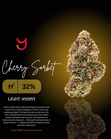 Cherry Sorbet THCa cannabis flower by YAGA Farms featuring dense, conical buds with heavy trichome coverage, bright orange pistils, and layered green and purple hues