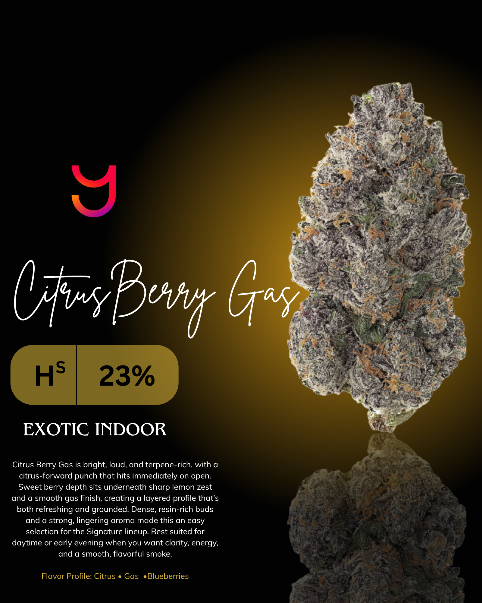 Citrus Berry Gas cannabis flower by YAGA Farms featuring dense, resin-rich buds with deep green and purple hues, bright orange pistils, and a frosty trichome coating