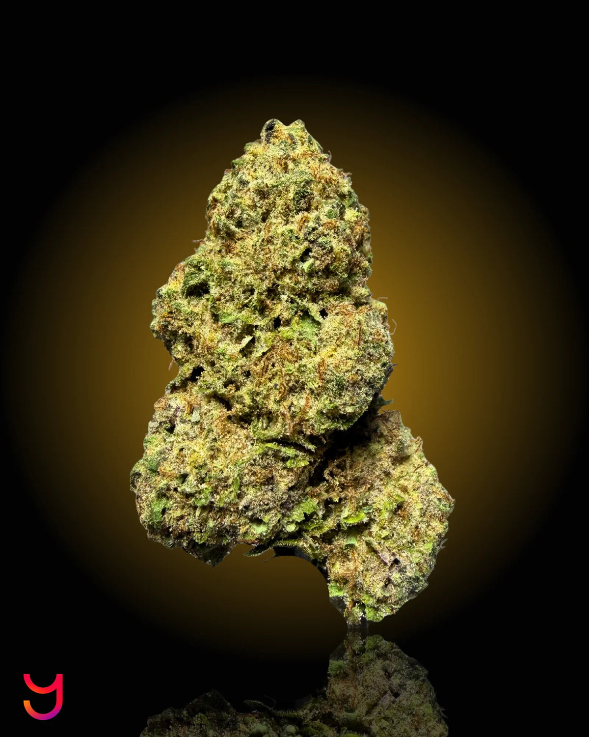 up close bud picture of YAGA_Farms_Cali_San_Diego_Cannabis_Flower_Dank_Poison