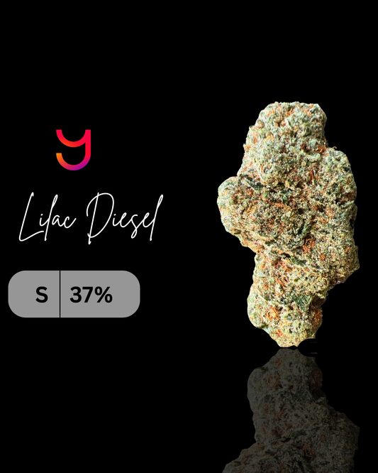Lilac Diesel