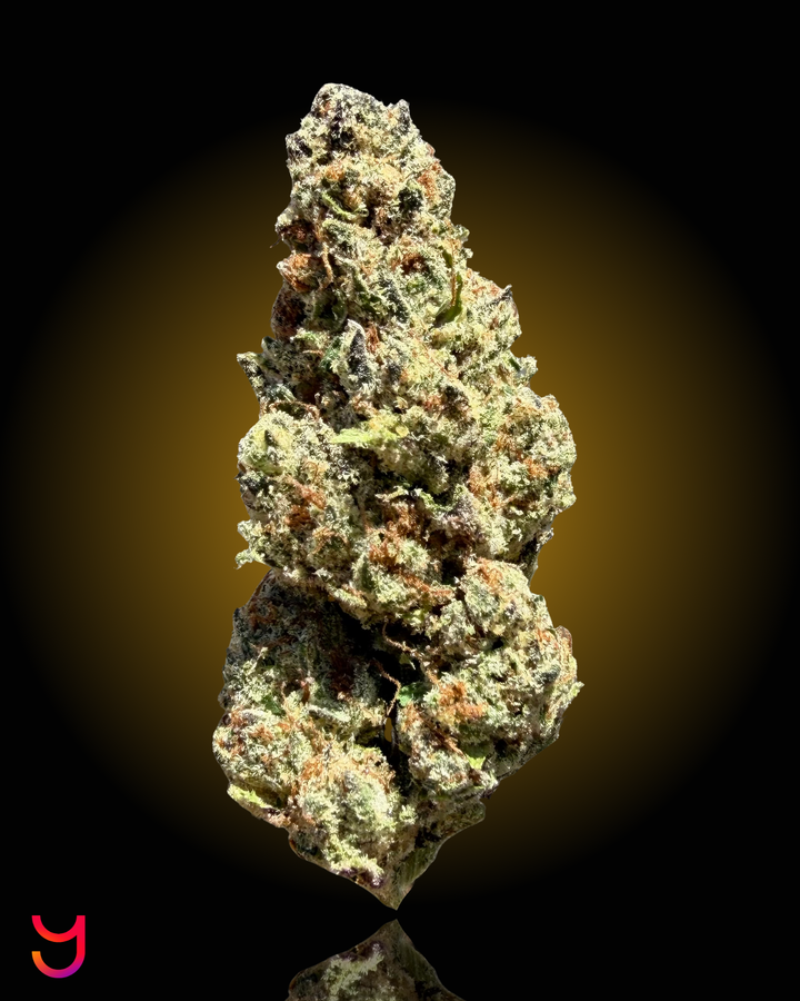 A dried, cured cannabis flower bud standing upright on a reflective black surface against a dark background with a warm yellow glow. The bud has a textured, dusty appearance with light green, tan, and brown hues.