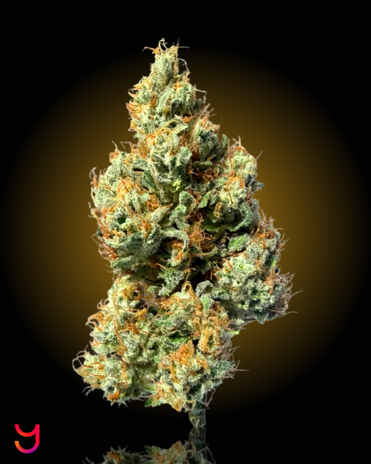 A close-up of a cannabis flower bud with green trichomes and orange pistils, set against a black background with a warm yellow glow.