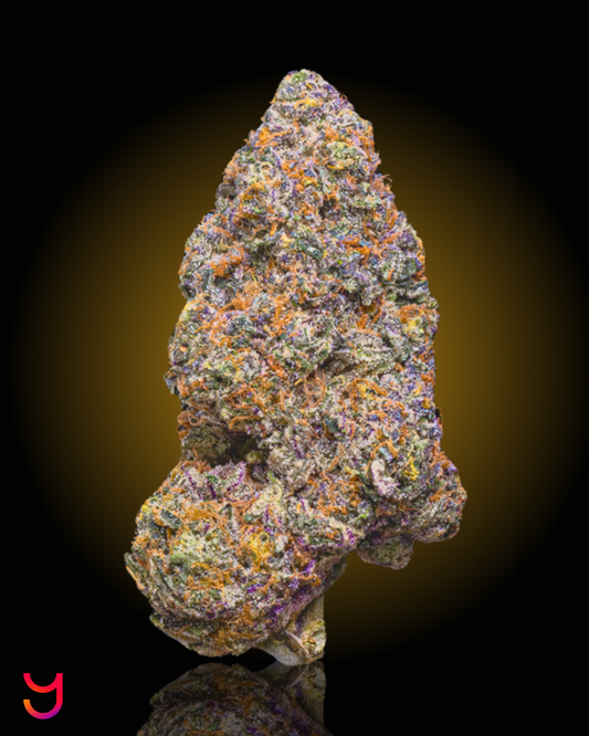 A dense bud by YAGA Farms, the Skittlez Pop bud featuring a mix of orange, purple, green, and gray hues, set against a dark background with a warm yellow spotlight effect.