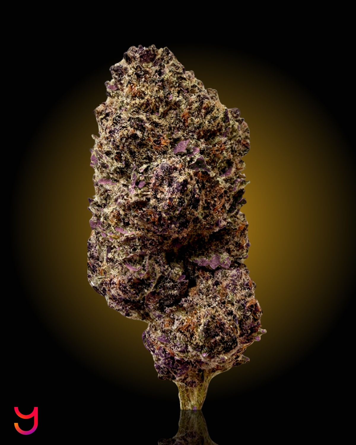 A dried, cured cannabis flower bud with a mix of purple, brown, and beige tones, standing upright on a small stem against a black background with a warm yellow glow.