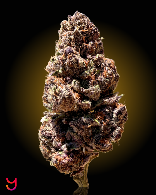 A close-up studio shot of a YAGA Farms Tropicana Cherry dried cannabis flower bud on a stem, centered against a black background with a warm yellow glow behind it.