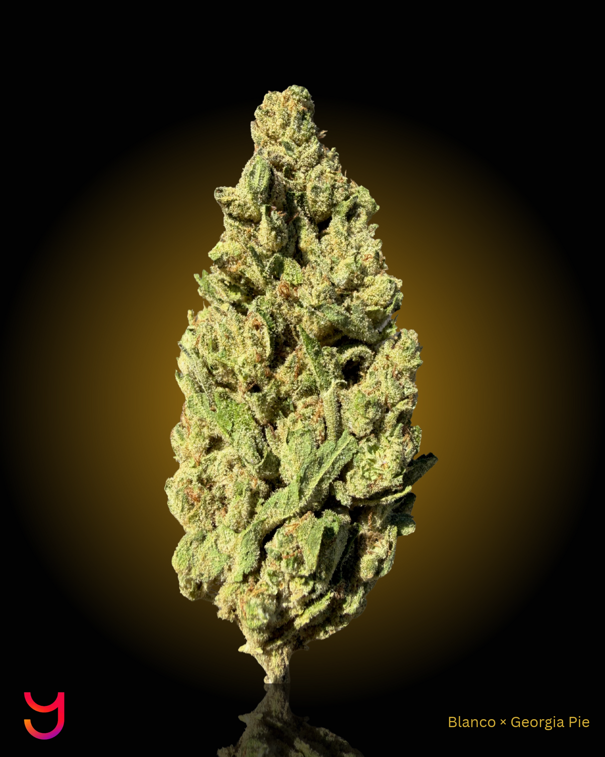 YAGA Farms Flash Flower Sale