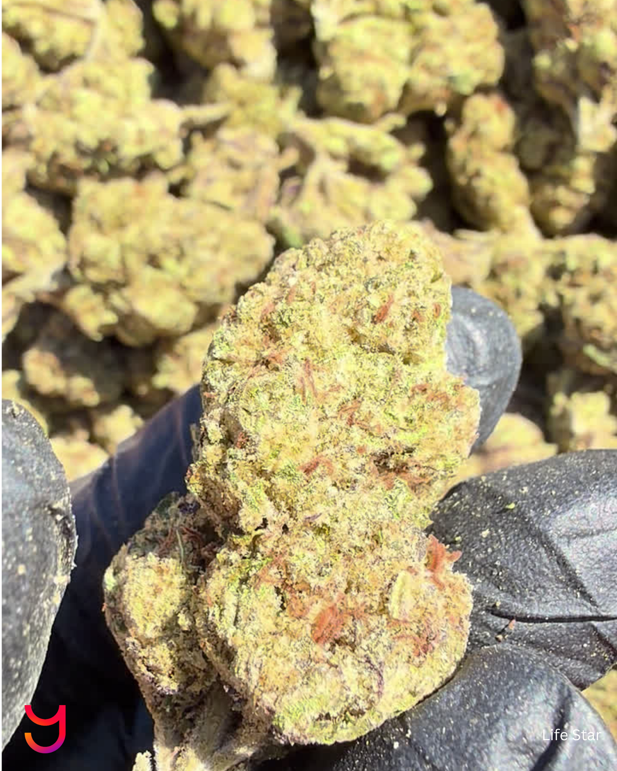 YAGA Farms Flash Flower Sale