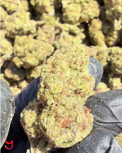 YAGA Farms Flash Flower Sale