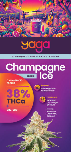 Champagne Ice by YAGA Farms – a premium exotic THCa flower with 38% THCa, featuring a stunning visual of dense, frosty trichome-coated buds in deep emerald green, vivid purple, and bright orange hues. Showcasing the strain’s refined genetics, effects, and cultivation details.