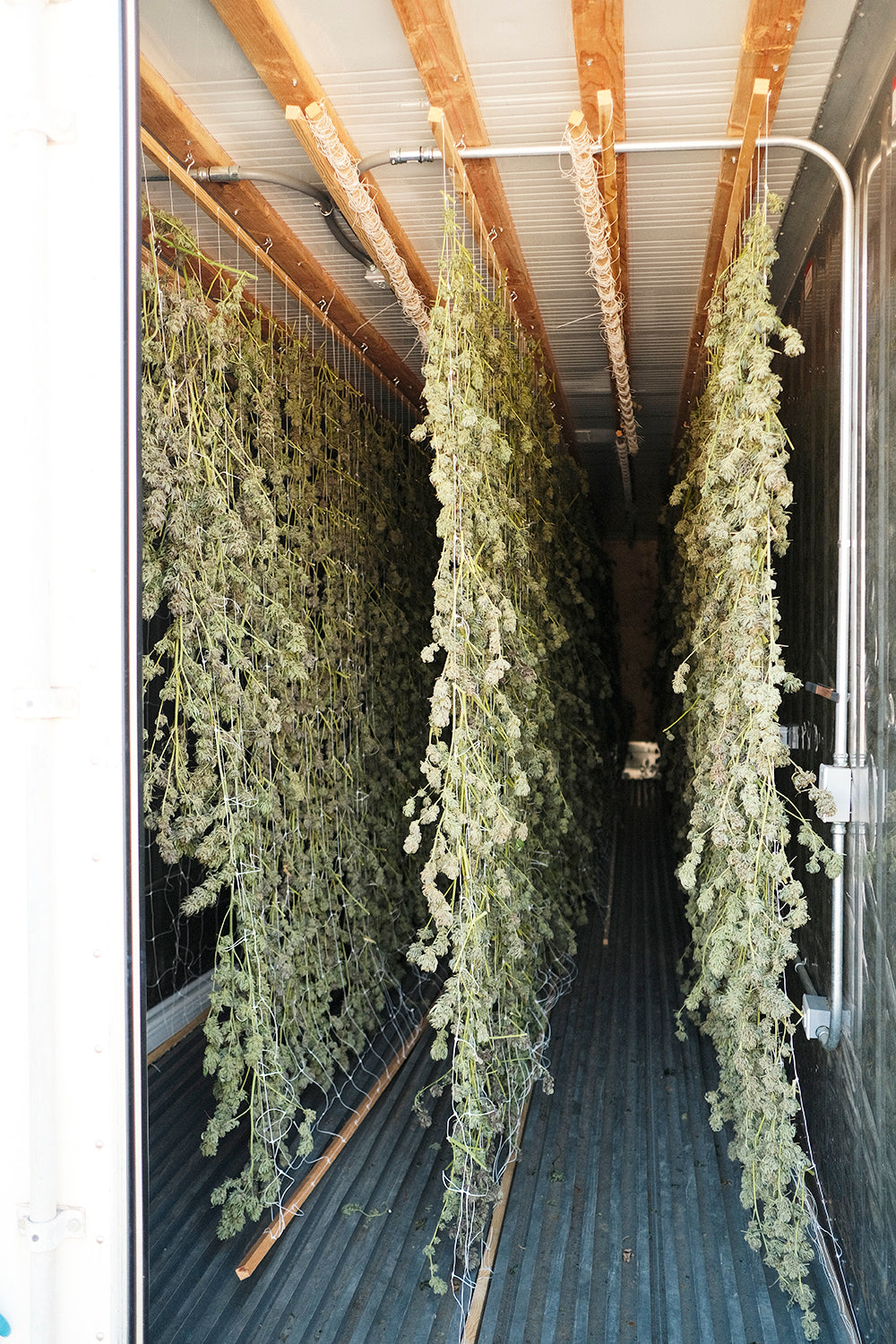 From clone to jar, photo 1