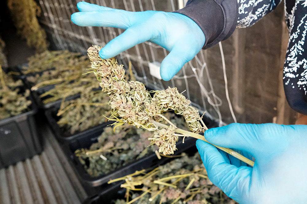 From clone to jar, photo 2
