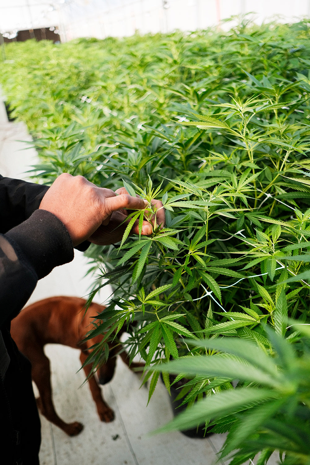 How we grow
