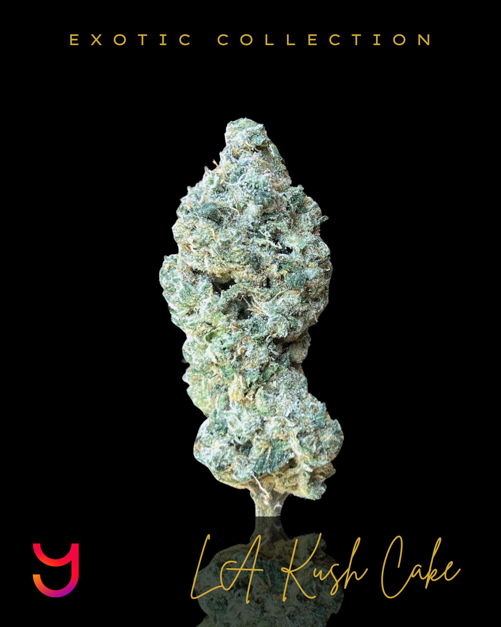 Close-up of LA Kush Cake cannabis buds by YAGA Farms, showcasing dense and compact structure with light and dark green tones, vibrant purple accents, fiery orange pistils, and a thick coating of shimmering trichomes.