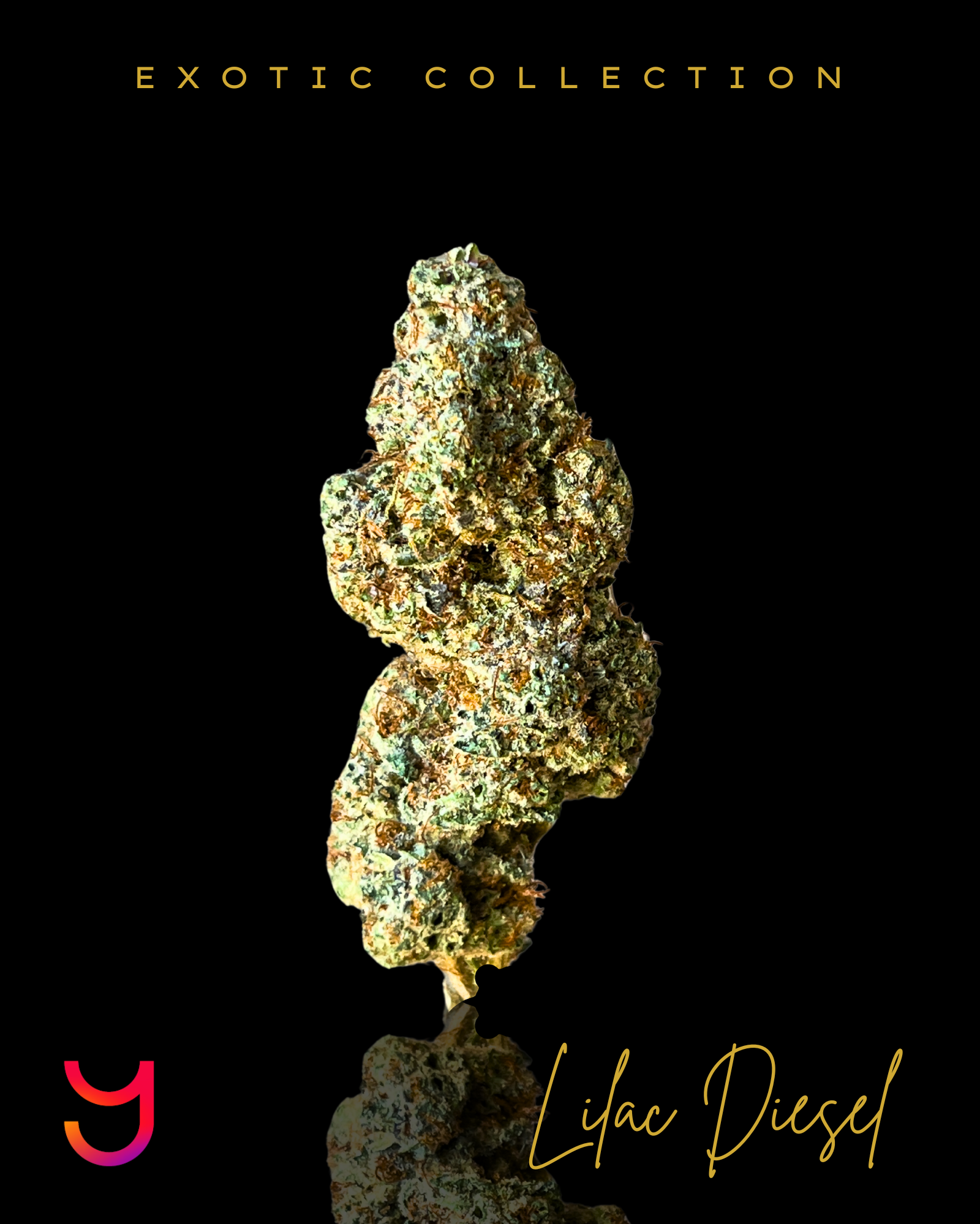 Lilac Diesel