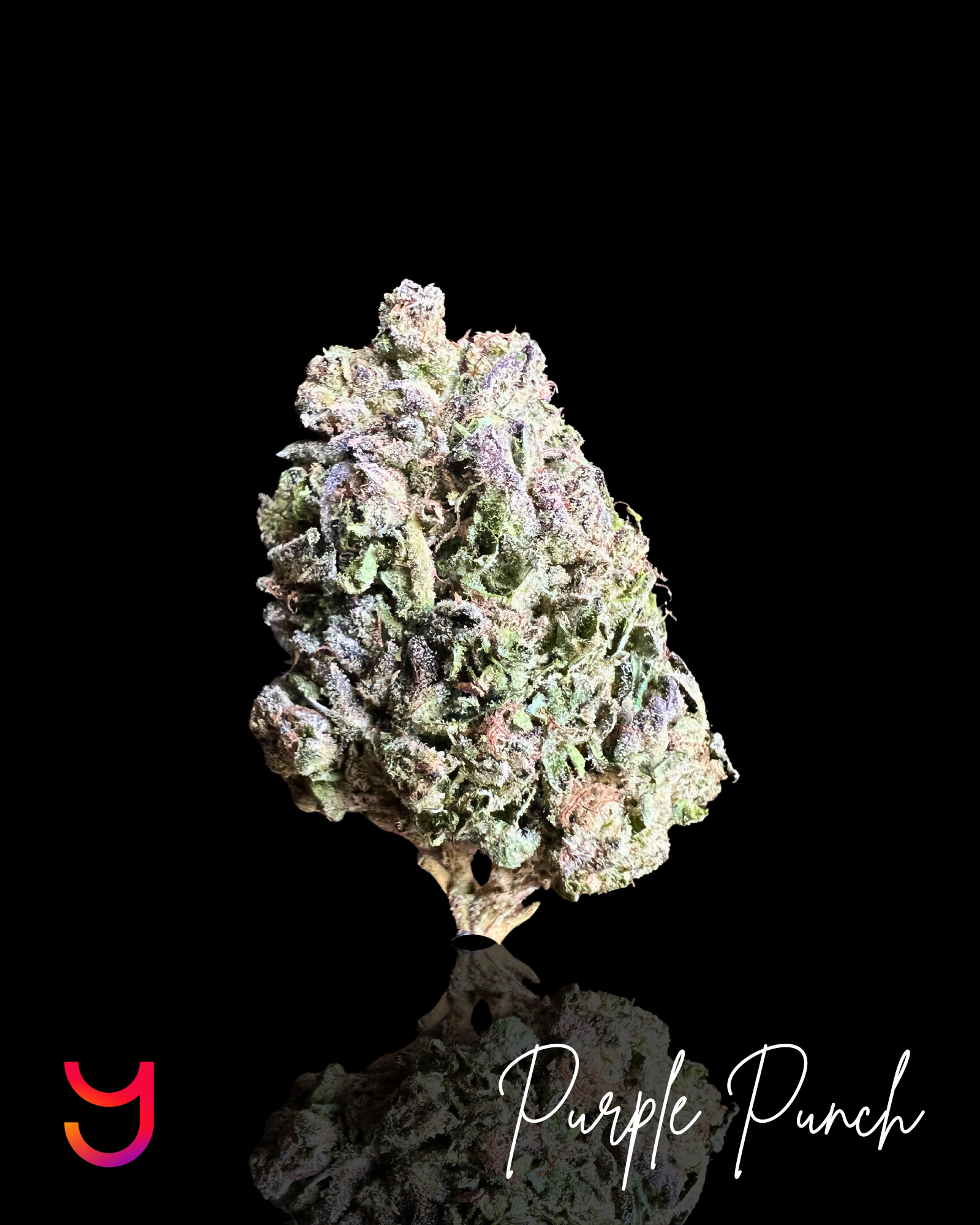 Experience YAGA Farms' Purple Punch THCa flower, a pure indica with sweet grape and berry flavors, soft springy buds, and relaxing effects. Premium quality and value, available in half-ounce and ounce options.