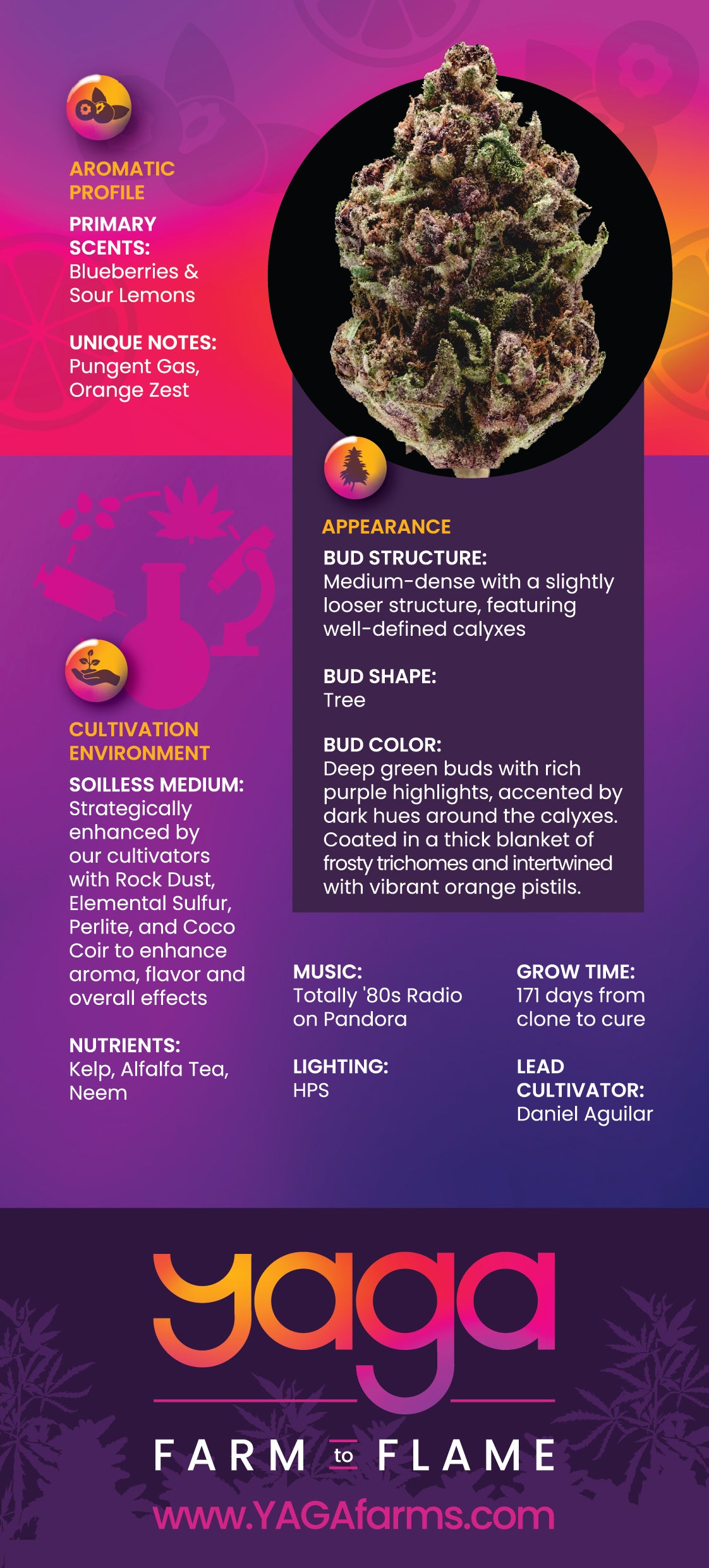 YAGA Farms Citrus Berry Gas rack card back featuring detailed strain information, including THCa content, aroma profile, cultivation notes, and suggested use times.