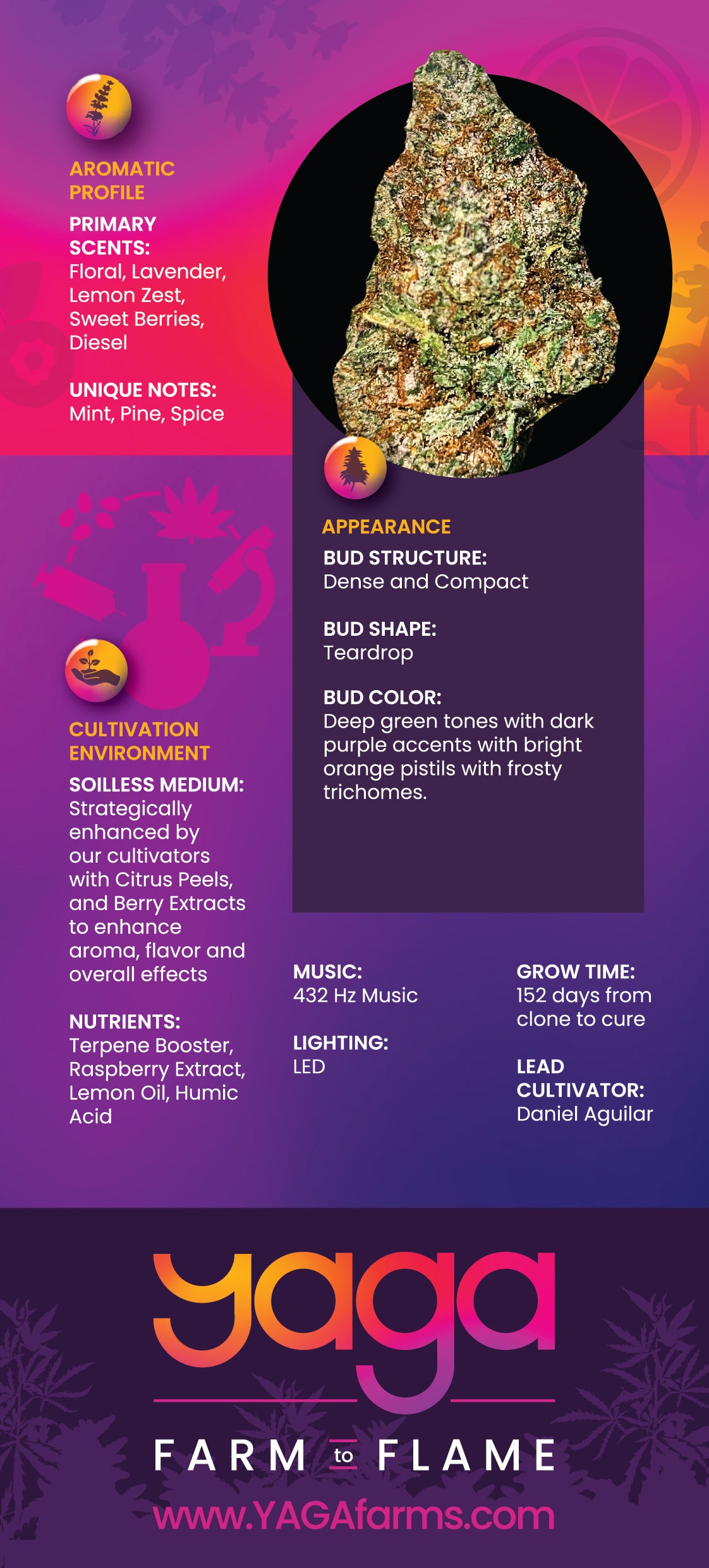 Back of YAGA Farms Lilac Diesel rack card with detailed information about its cultivation process, aroma profile, and suggested uses, along with YAGA Farms branding.