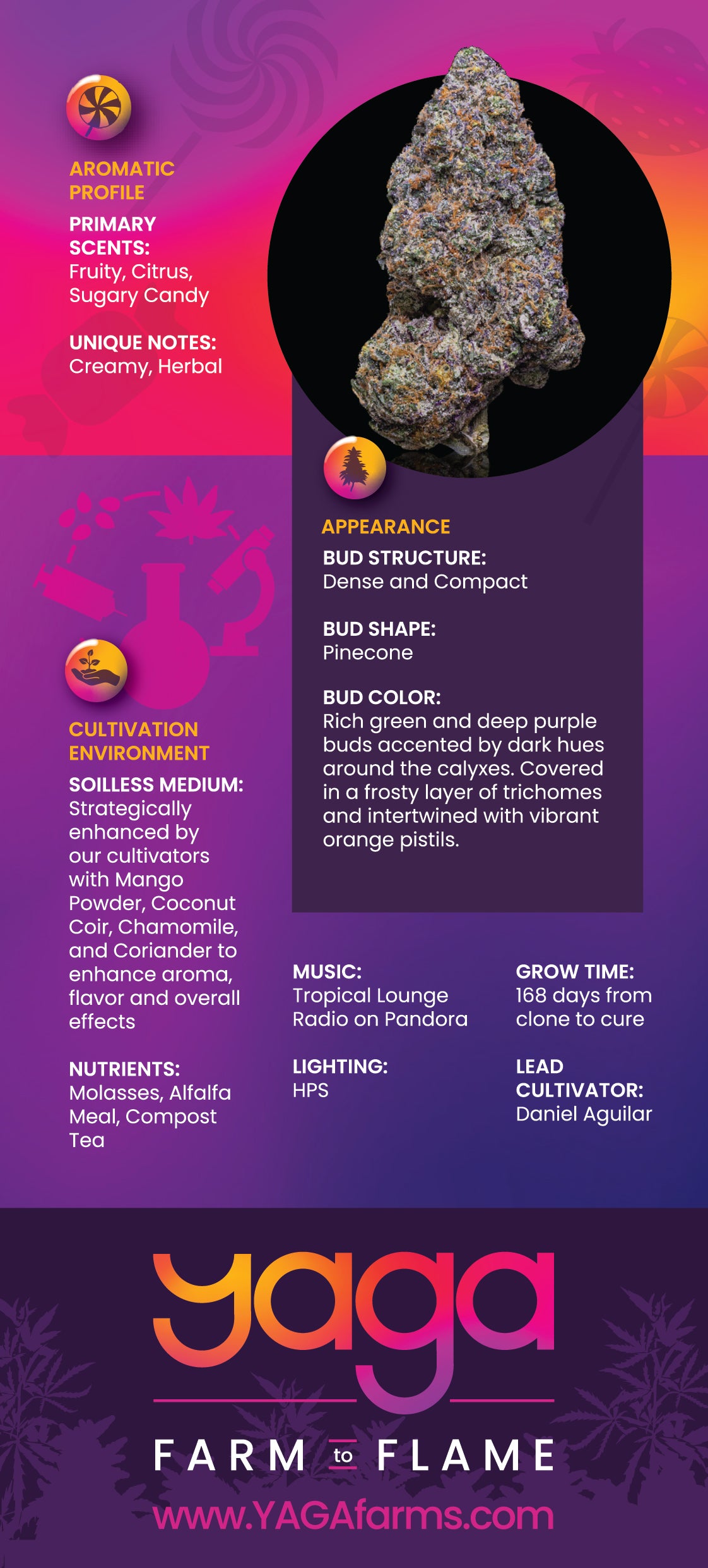 Skittlez Pop cannabis strain rack card back by YAGA Farms detailing lineage The Original Z x Sherbert, cultivation process, terpene profile, and premium indoor California cannabis flower information