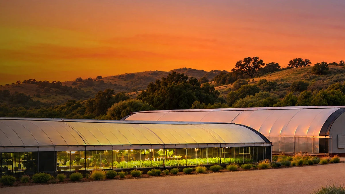 YAGA Farms greenhouses glowing at sunset, with plants growing inside