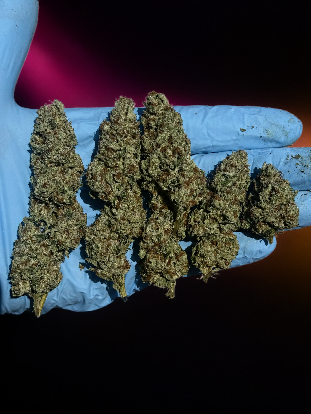 Lemon Haze