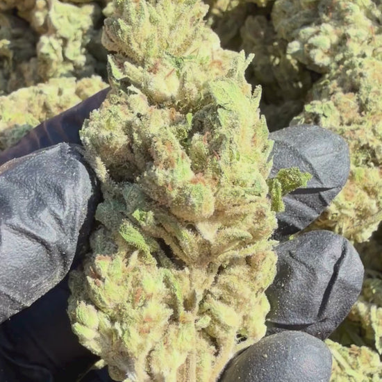 YAGA Farms Flash Flower Sale