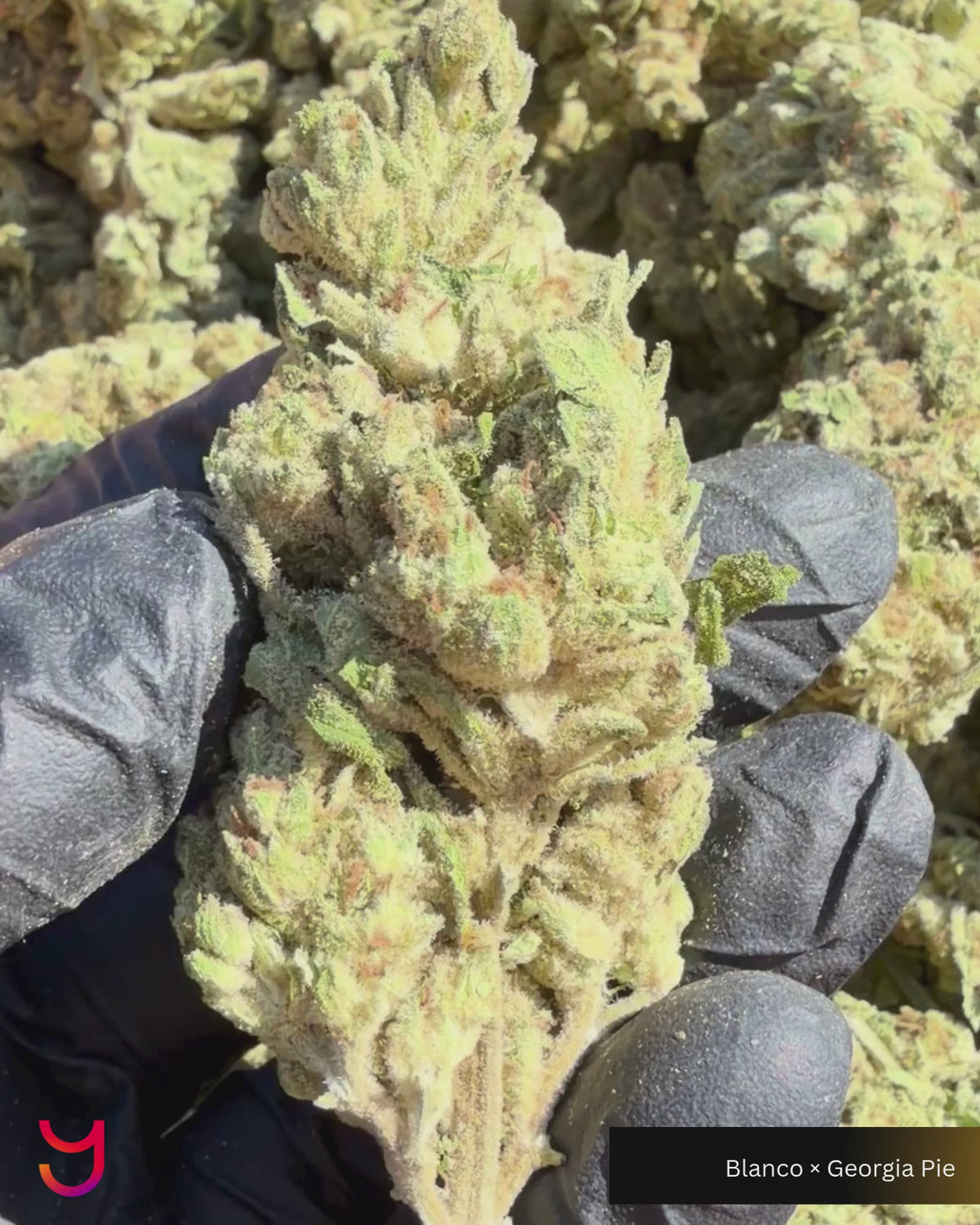 YAGA Farms Flash Flower Sale