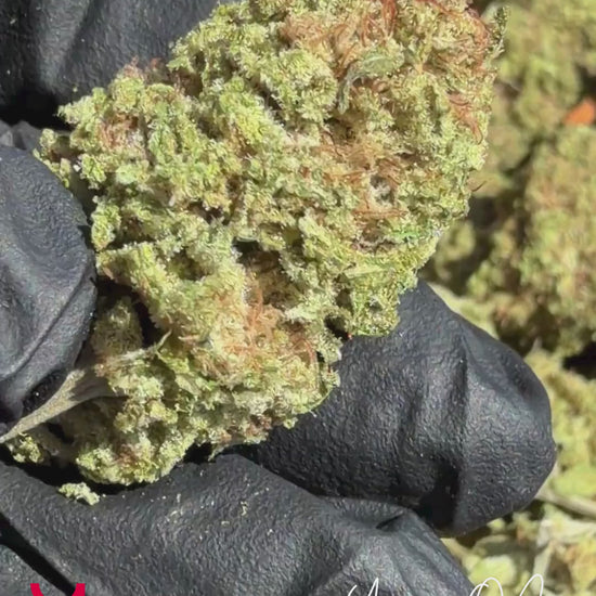 YAGA OG